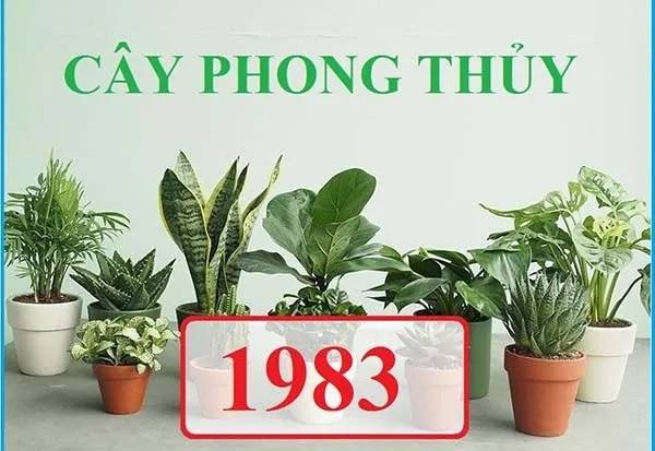 Cây cảnh phong thủy giúp gia tăng năng lượng tích cực cho tuổi Quý Hợi 1983