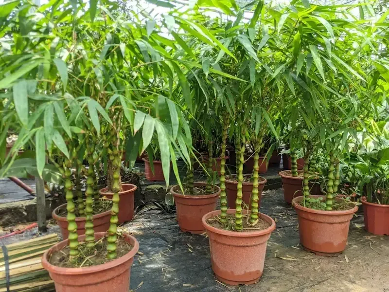 Cây Trúc Đùi ếch