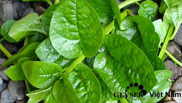 Cách lọc nước thủ công độc đáo bằng chất nhờn tự nhiên từ rau mồng tơi