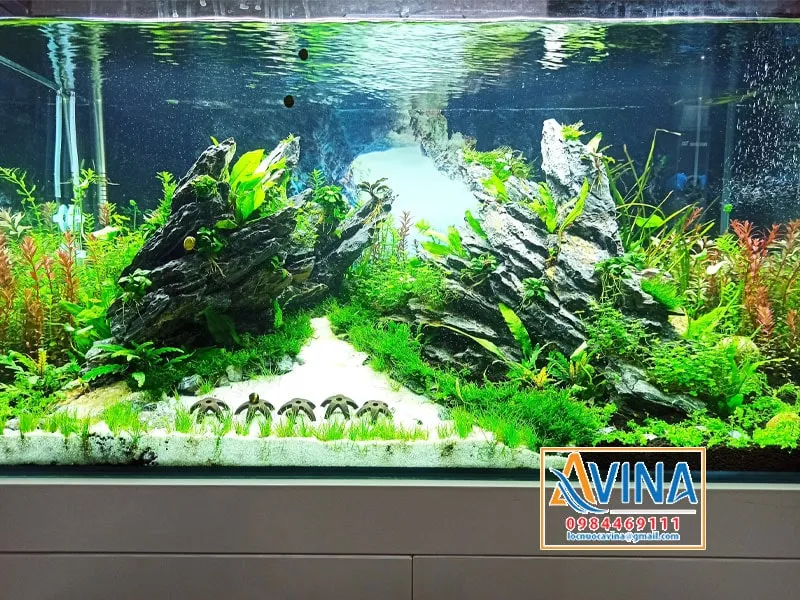 Mẫu hồ cá thủy sinh đẹp