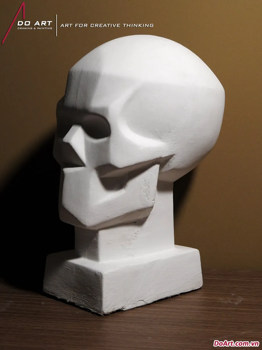 Tượng đầu lâu thạch cao dùng trong nghiên cứu cấu trúc xương mặt