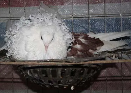 Nghệ sĩ trên toàn thế giới sử dụng tranh vẽ để lan tỏa thông điệp hòa bình và đoàn kết