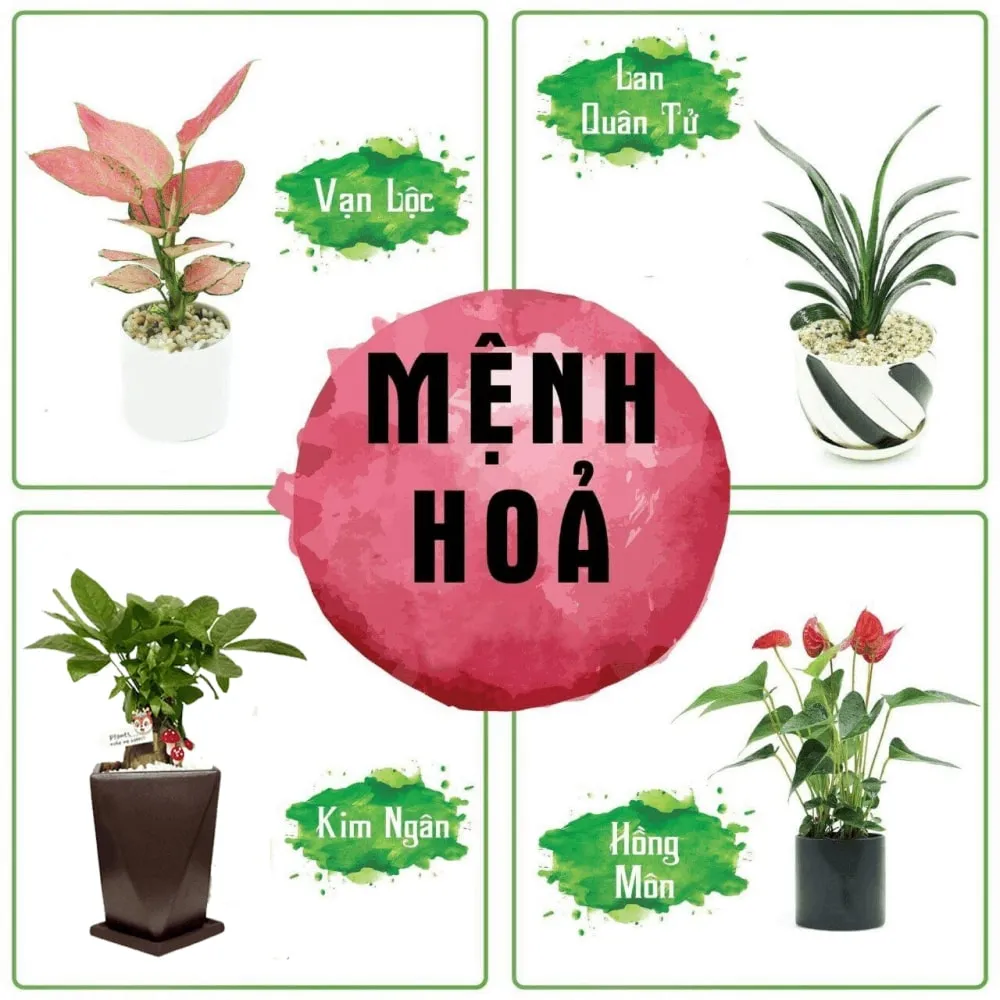 cây để bàn làm việc hợp mệnh hỏa