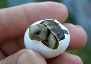 Top 9 sự thật thú vị về loài rùa mà bạn chưa biết