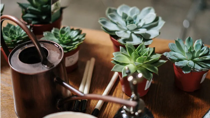 Cận cảnh lá mọng nước của hoa đá sắp xếp đối xứng đẹp mắt