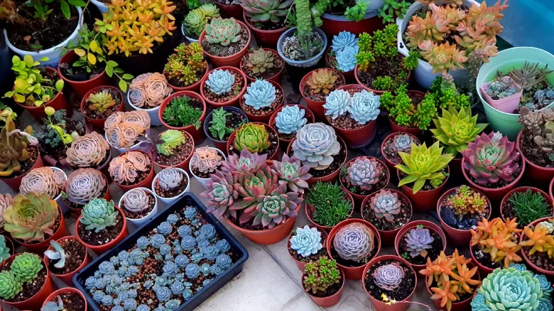 Bộ sưu tập nhiều giống cây hoa đá phong thủy trong chậu sứ trắng