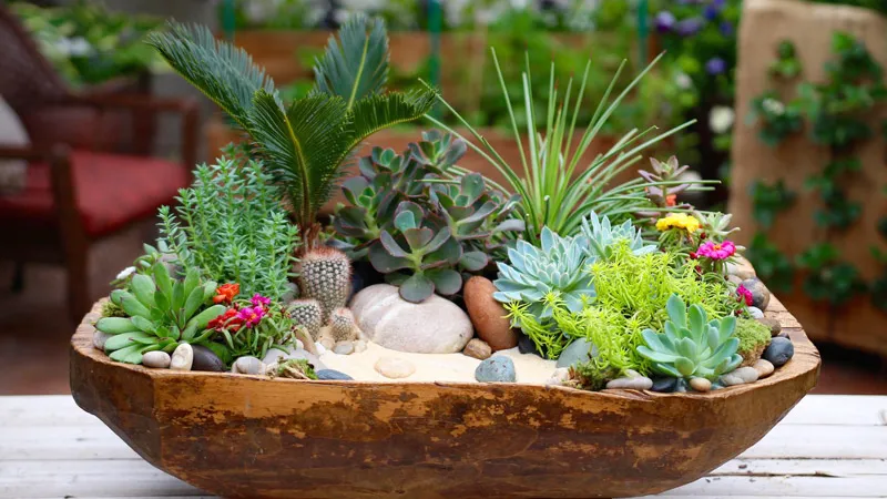 Các loại cây hoa đá phong thủy đa dạng màu sắc bài trí trên căn phòng