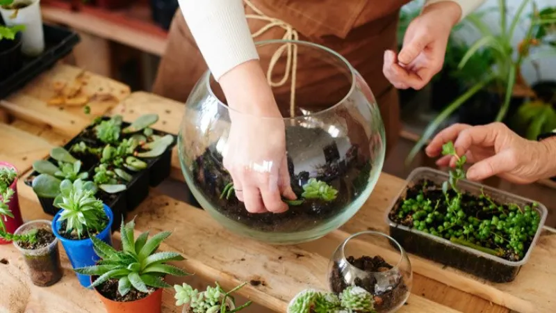 Thao tác tách mầm và trồng sen đá mới vào chậu đất xốp