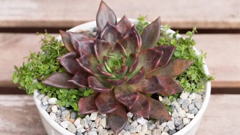 Chậu cây sen đá xanh tươi hướng về phía ánh nắng mặt trời