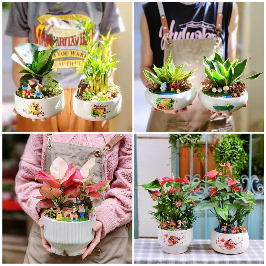 Cây xanh phong thủy trang trí bàn làm việc