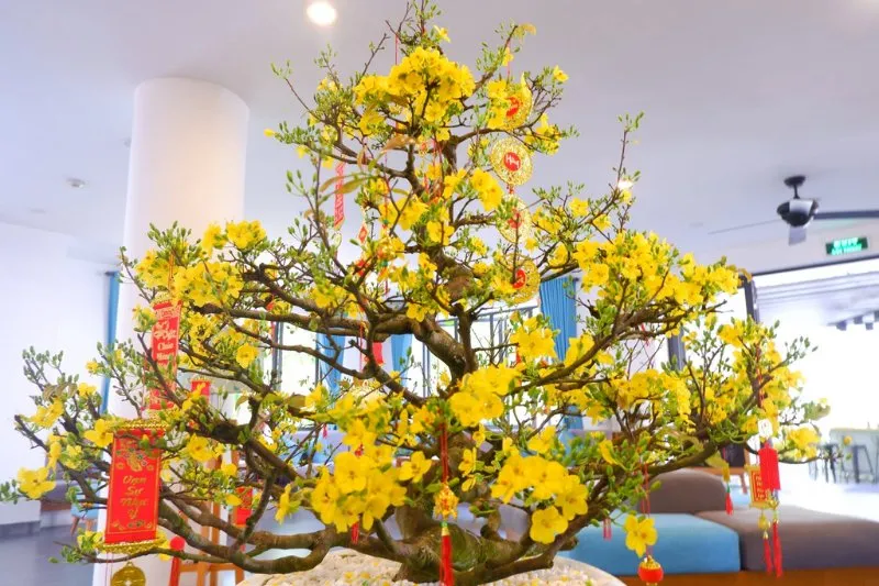 Sắc vàng phú quý, mang nắng xuân vào nhà