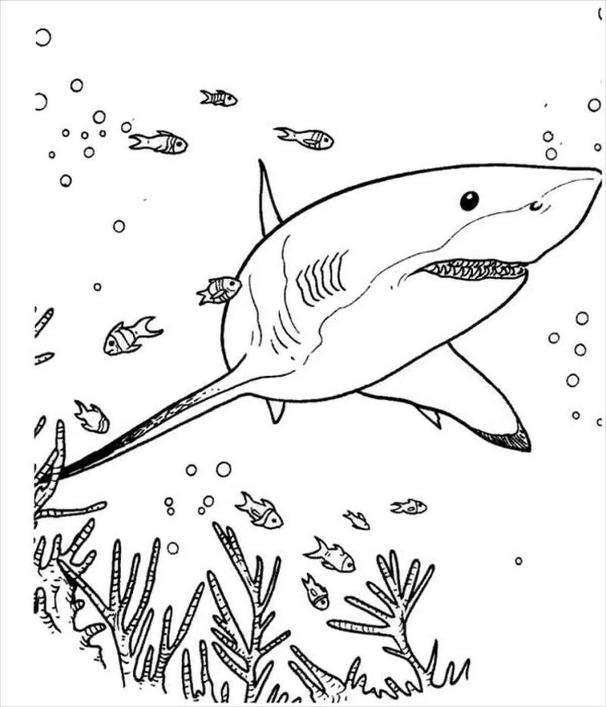 Tranh tô màu con cá mập số 51