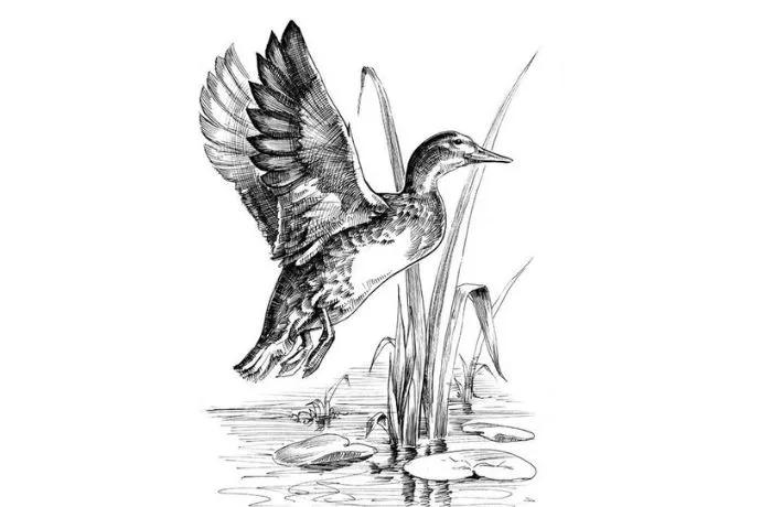 Tranh vẽ chì chú vịt nhỏ xinh xắn với những nét vẽ mềm mại như tơ