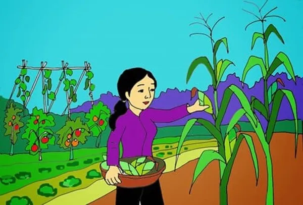 Tranh vẽ mẹ bẻ bắp ngô