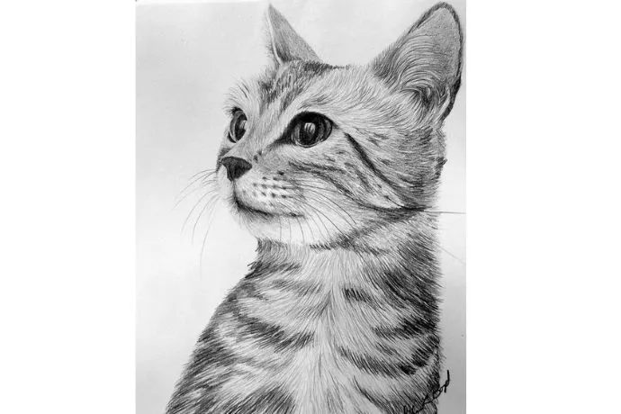 Vẻ đáng yêu của chú mèo được tái hiện qua những nét chì mềm mại