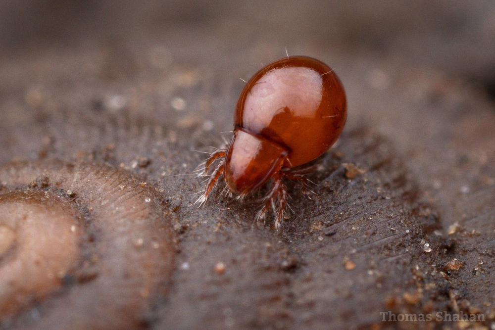 Ve bọc thép có thể nâng bổng thứ nặng gấp 1.180 lần trọng lượng cơ thể