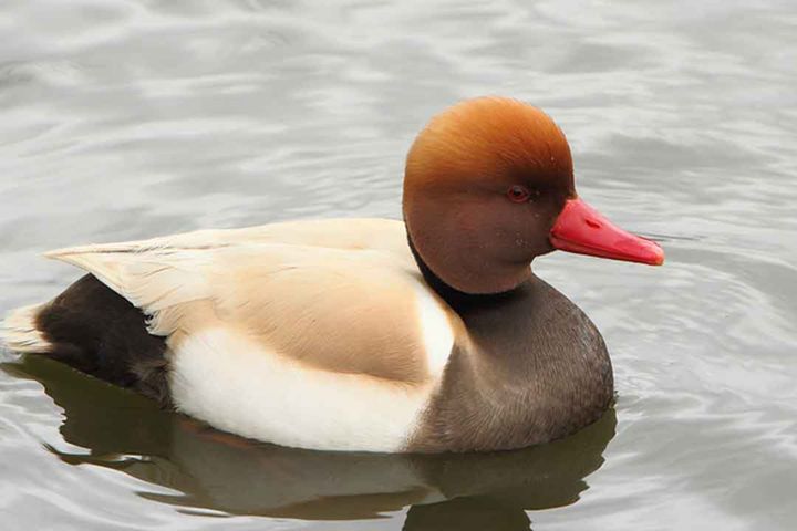 Vịt mào đực bao ngầu với chùm lông trắng đen trên đầu