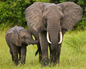 Voi là động vật trên cạn lớn nhất thế giới hiện nay