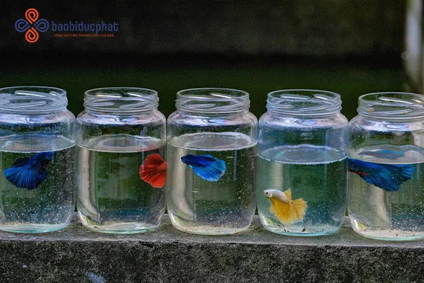 Thiết kế bể thủy sinh sáng tạo từ chai lọ nhựa